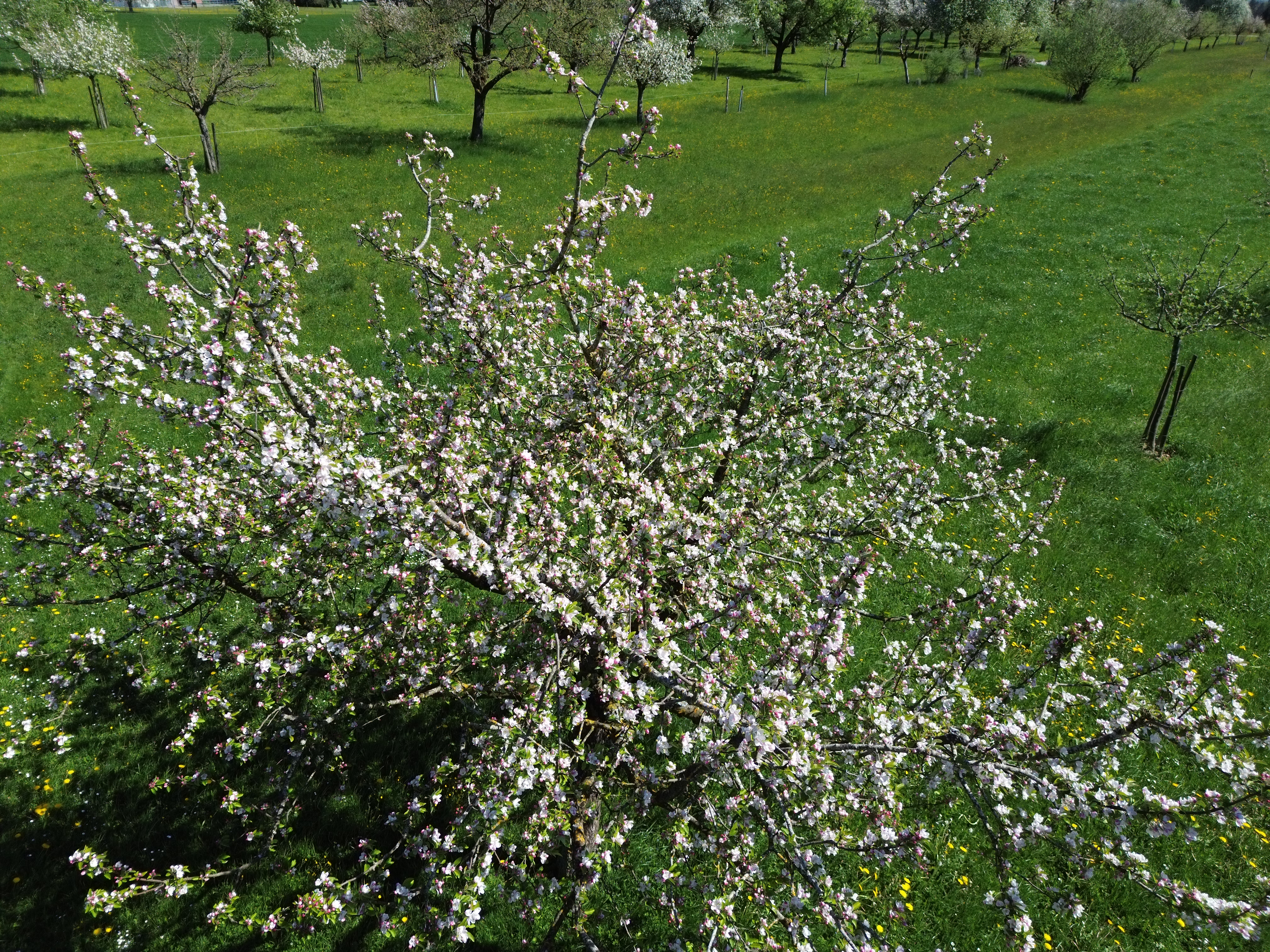 Drohnenaufnahme 0424