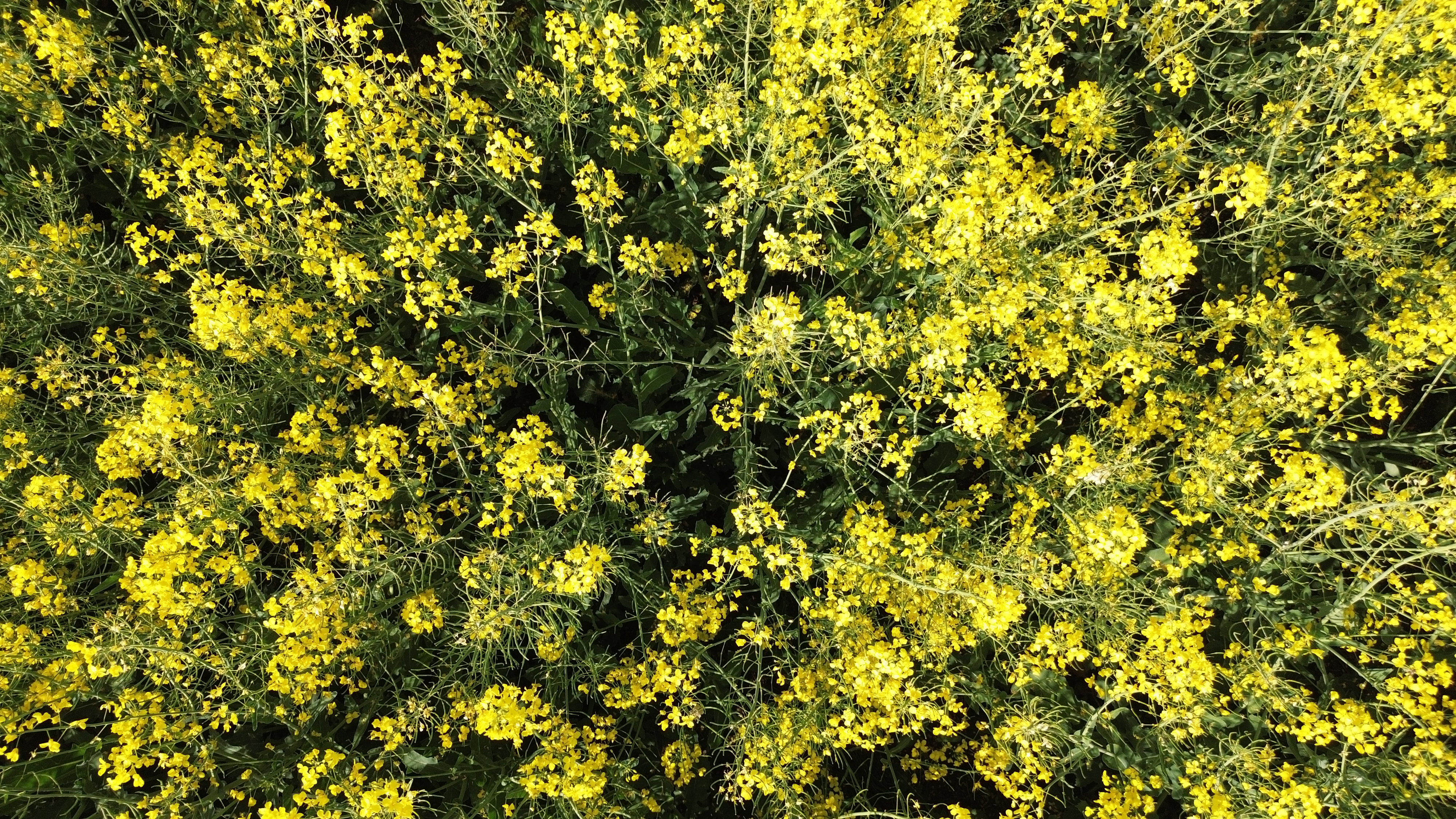 Drohnenaufnahme 0433