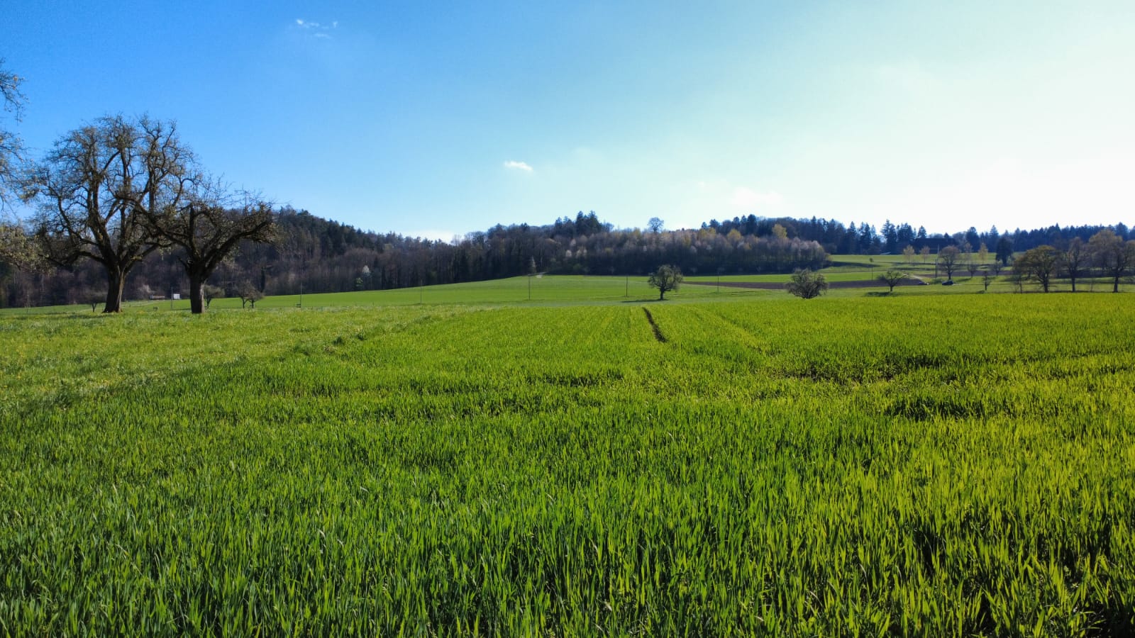 Drohnenaufnahme Feld